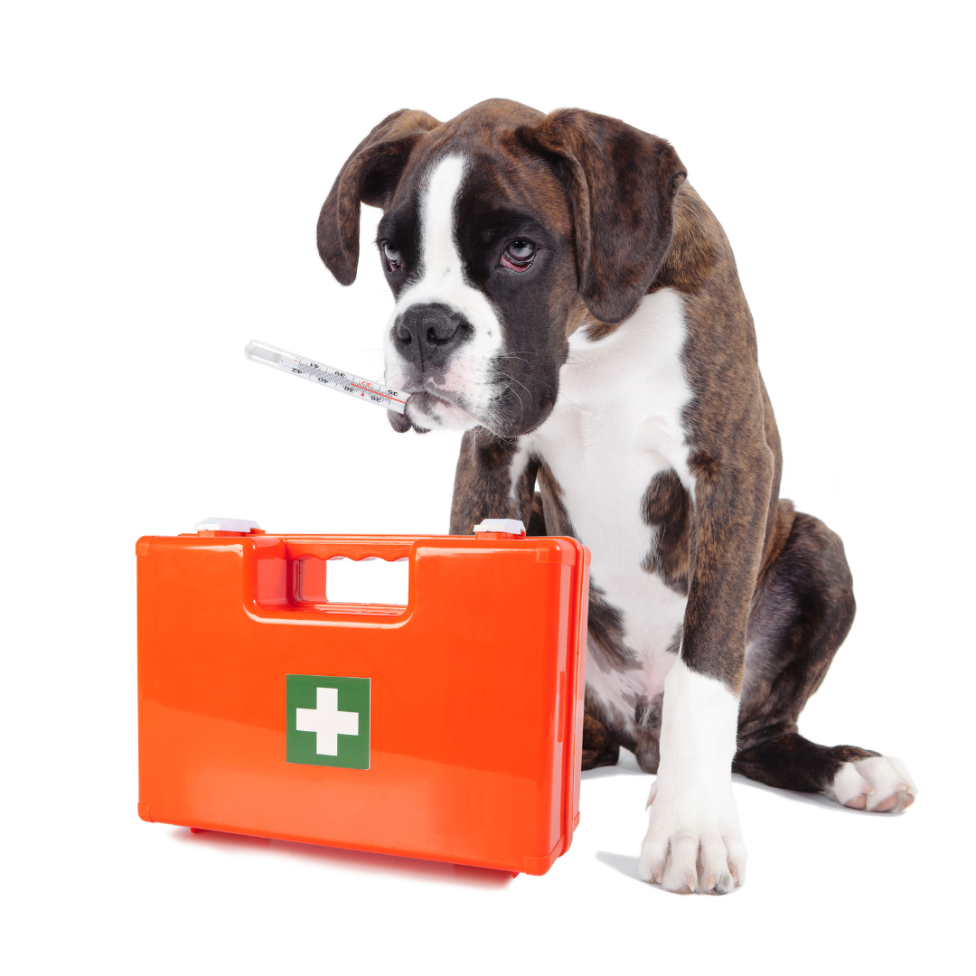 Emergency Response in Veterinary Practice