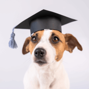 Successful Puppy School