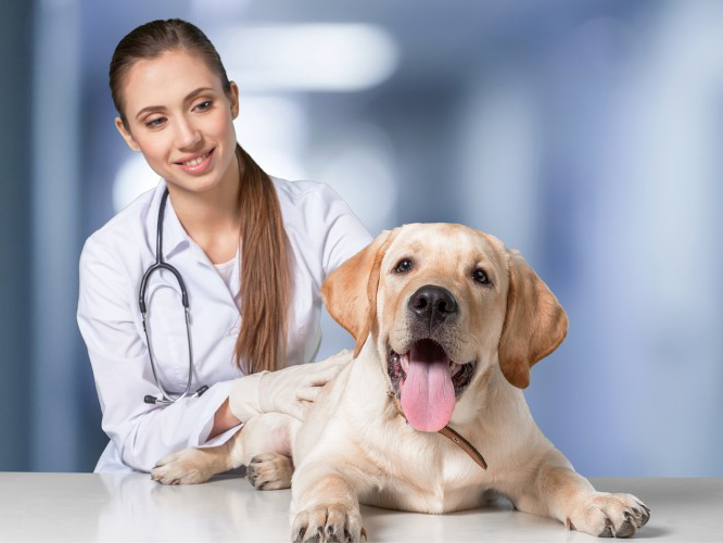 Vet Nurse Consultations