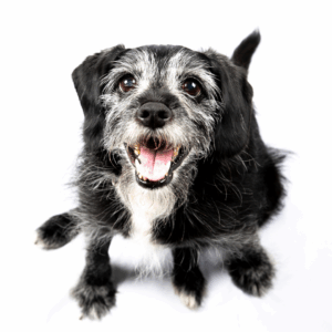 Nursing the senior patient