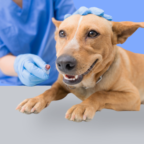 Advanced Medical Procedures – The Nurse’s Role
