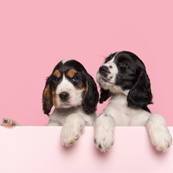 Assessing Canine Patient Behaviour
