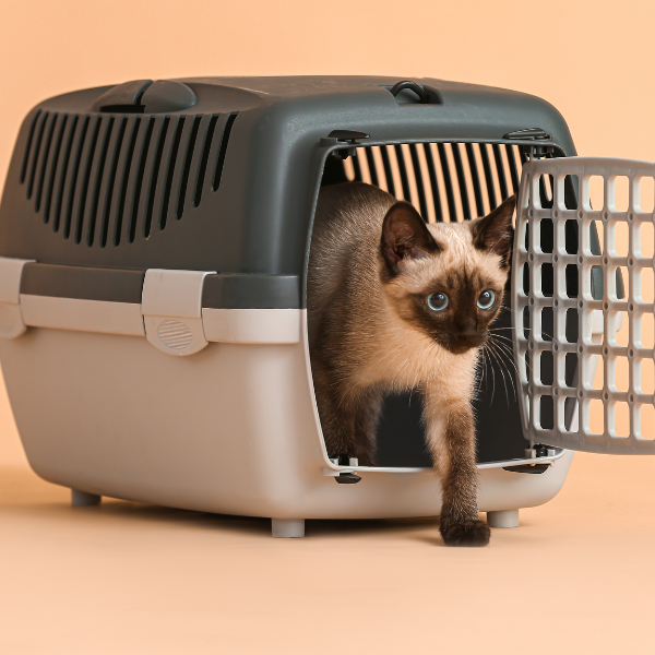 Cat Friendly Hospitalisation