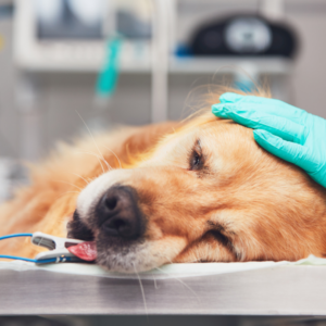 Digital Workshop: Anaesthesia Patients with Comorbidities and Increased Risk