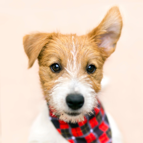 How to Apply an Ear Bandage (Dog)