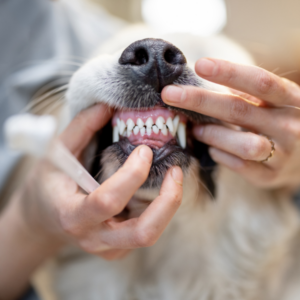 Dentistry Fundamentals: Intra-Oral Radiography
