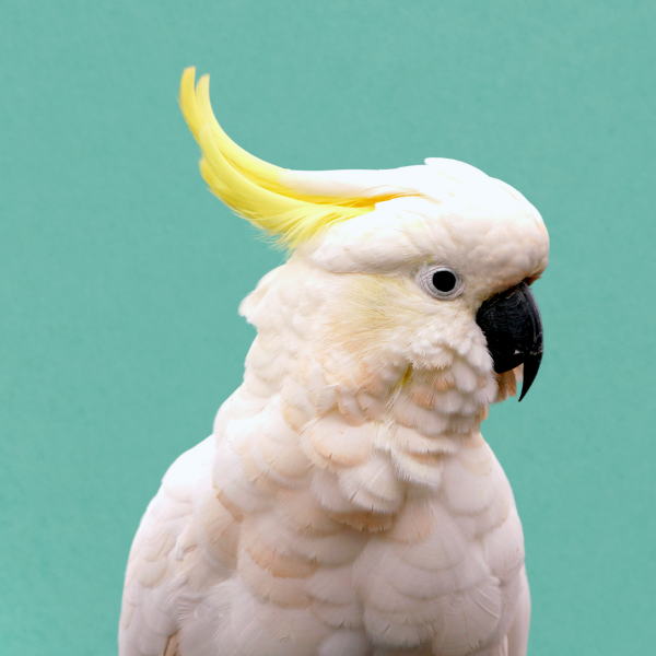 General Care of Birds