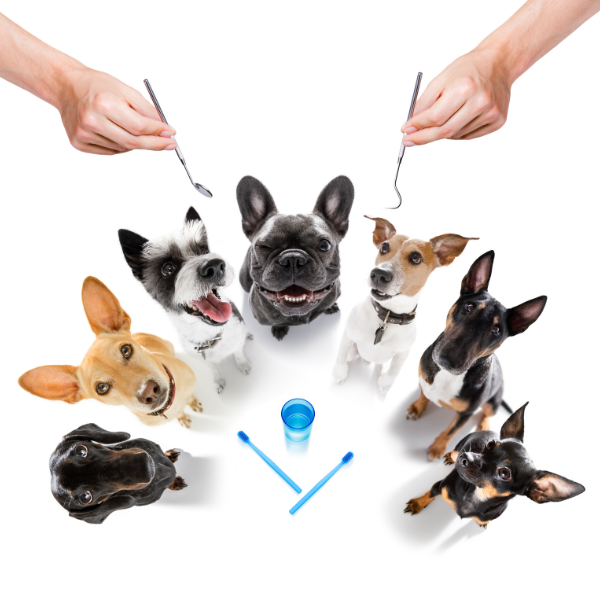 Dentistry Fundamentals: Periodontal Therapy & Dental Charting