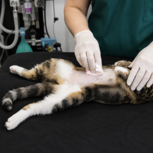 Asceptically Prepare a Patient for Surgery