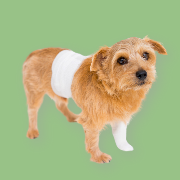 How to Apply a Chest Bandage (Dog or Cat)