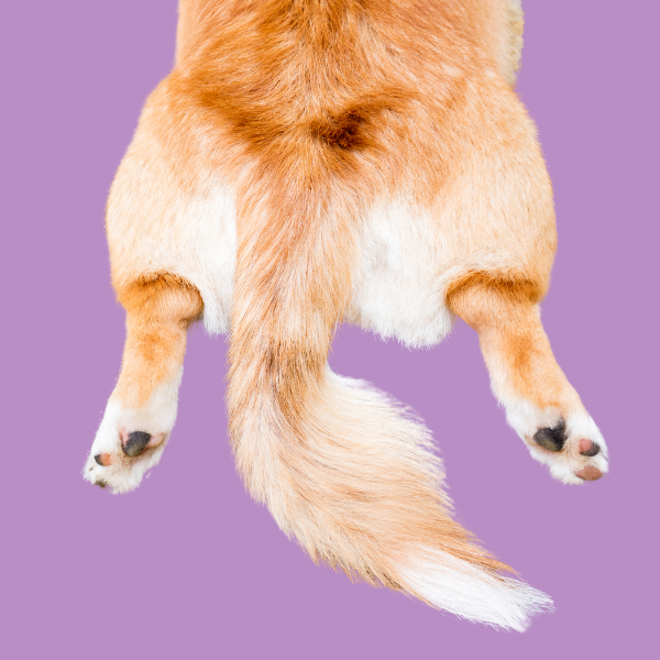 How to Bandage a Tail (Dog or Cat)