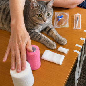 How to Bandage an IV Catheter in Place