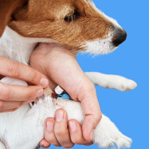 How to Bandage an IV Catheter in Place (Dog or Cat)