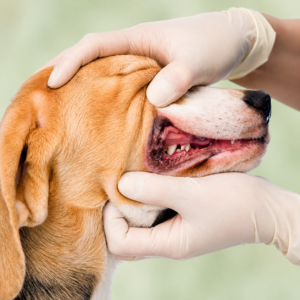 How to Perform a Conscious Oral Exam