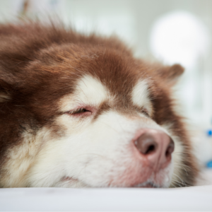 ‘Comfort & Care’ – Nursing the Recumbent Patient