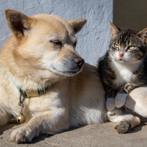 Nursing the Senior Patient