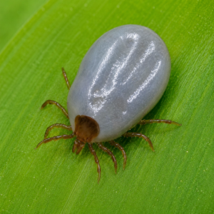 Tick paralysis