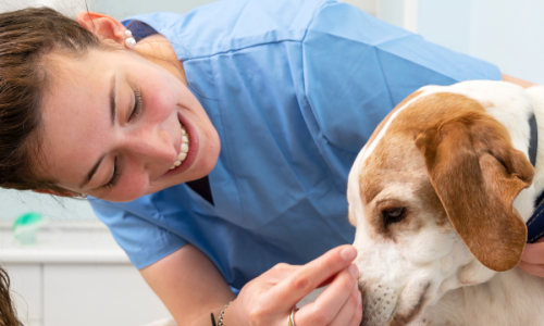 Communication for Veterinary Nurse Consultations – square Communication for Veterinary Nurse Consultations