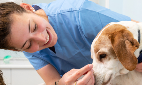 Communication for Veterinary Nurse Consultations