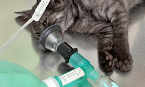 Monitoring the Ventilated Patient Monitoring the Ventilated Patient