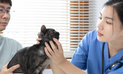 Nurse Consultation Implementation Project – square Nurse Consultation Implementation Project