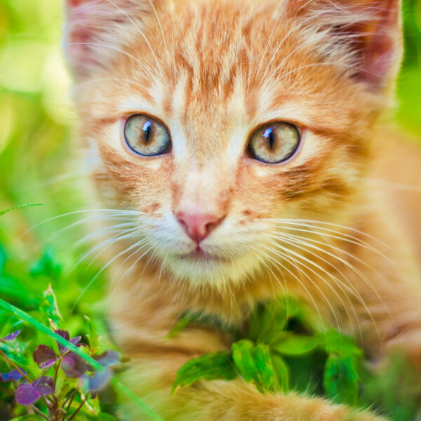 Feline Patient