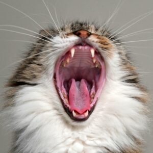 Dentistry Fundamentals: Periodontal Therapy & Dental Charting