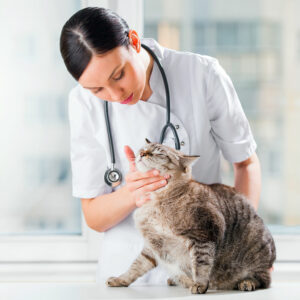 Veterinary Nurses