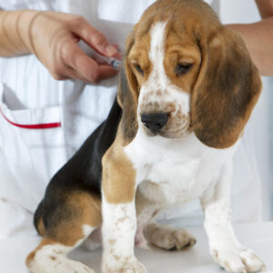 Vaccination: Canine