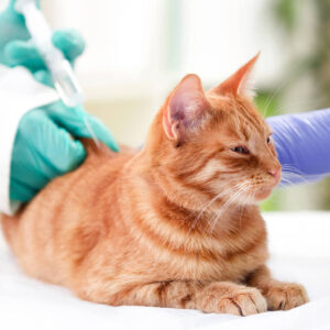 Vaccination: Feline