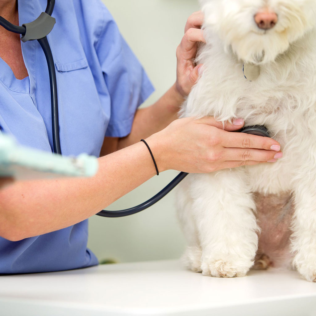 Обследование собак. Собака Ветеринария. Исследование сердца собаки. Осмотр собаки у ветеринара.