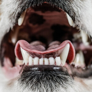 Tips for Making the Most of Dentistry in Practice